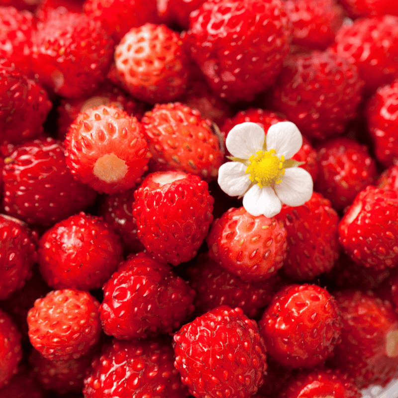 Load image into Gallery viewer, Berry Seed Collection (Elderberry • Blueberry • Strawberry)
