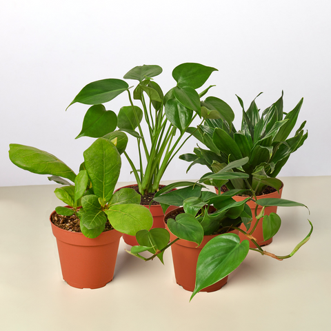 Best selling houseplant bundle