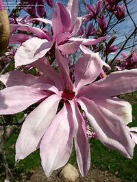 Load image into Gallery viewer, Betty Magnolia |  Pink Tulip Tree | Magnolia liliflora 'Nigra' x M. stellata 'Rosea'
