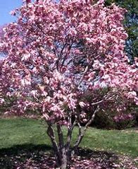 Load image into Gallery viewer, Betty Magnolia |  Pink Tulip Tree | Magnolia liliflora 'Nigra' x M. stellata 'Rosea'
