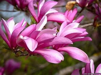 Betty Magnolia, pink tulip tree