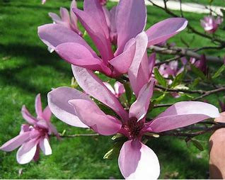 Load image into Gallery viewer, Betty Magnolia |  Pink Tulip Tree | Magnolia liliflora 'Nigra' x M. stellata 'Rosea'
