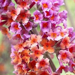 Load image into Gallery viewer, Bicolor Butterfly Bush | Fragrant Pollinator Shrub
