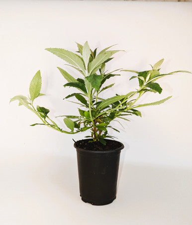 Load image into Gallery viewer, Bicolor Butterfly Bush | Fragrant Pollinator Shrub
