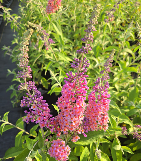 Bicolor butterfly bush