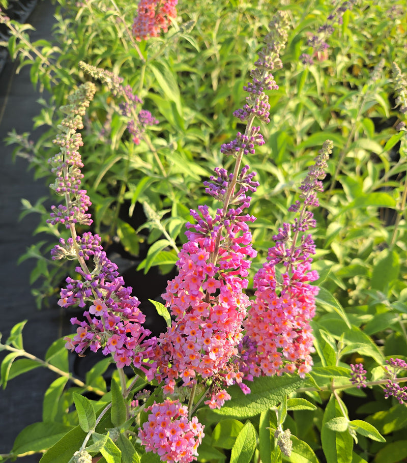 Load image into Gallery viewer, Pollinator Starter Kit — Buddleia Bicolor &amp; Nepeta Cat's Meow
