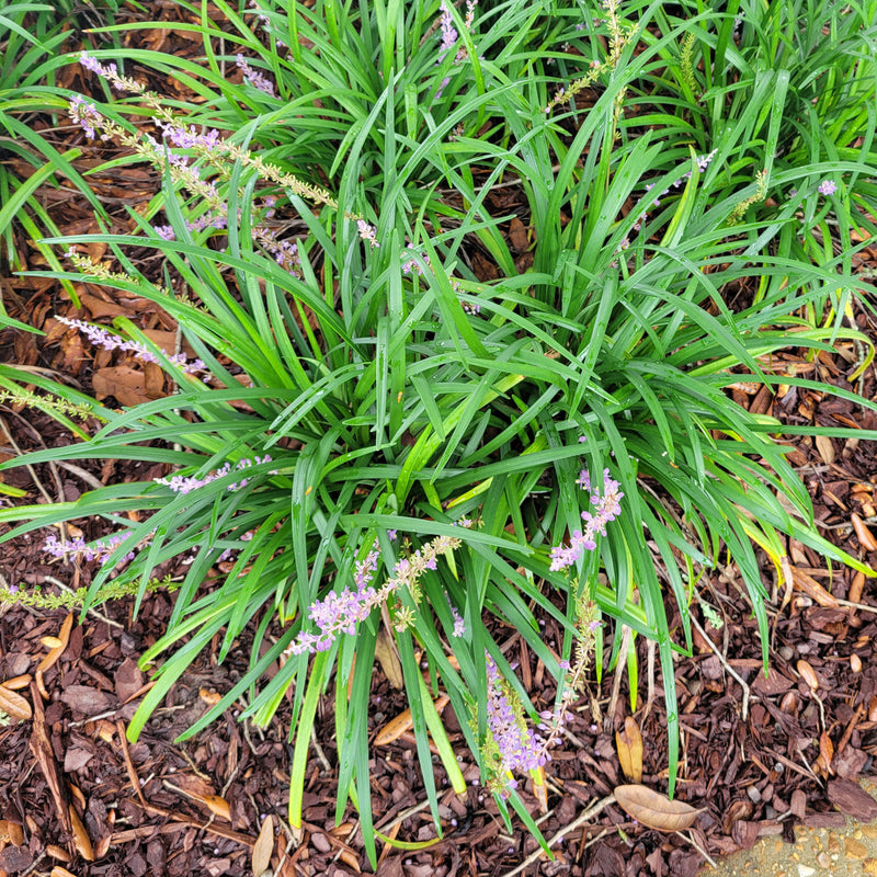 Load image into Gallery viewer, Big Blue  Liriope |  Monkey Grass
