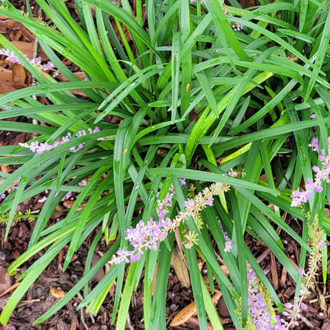 Big Blue Liriope, monkey grass
