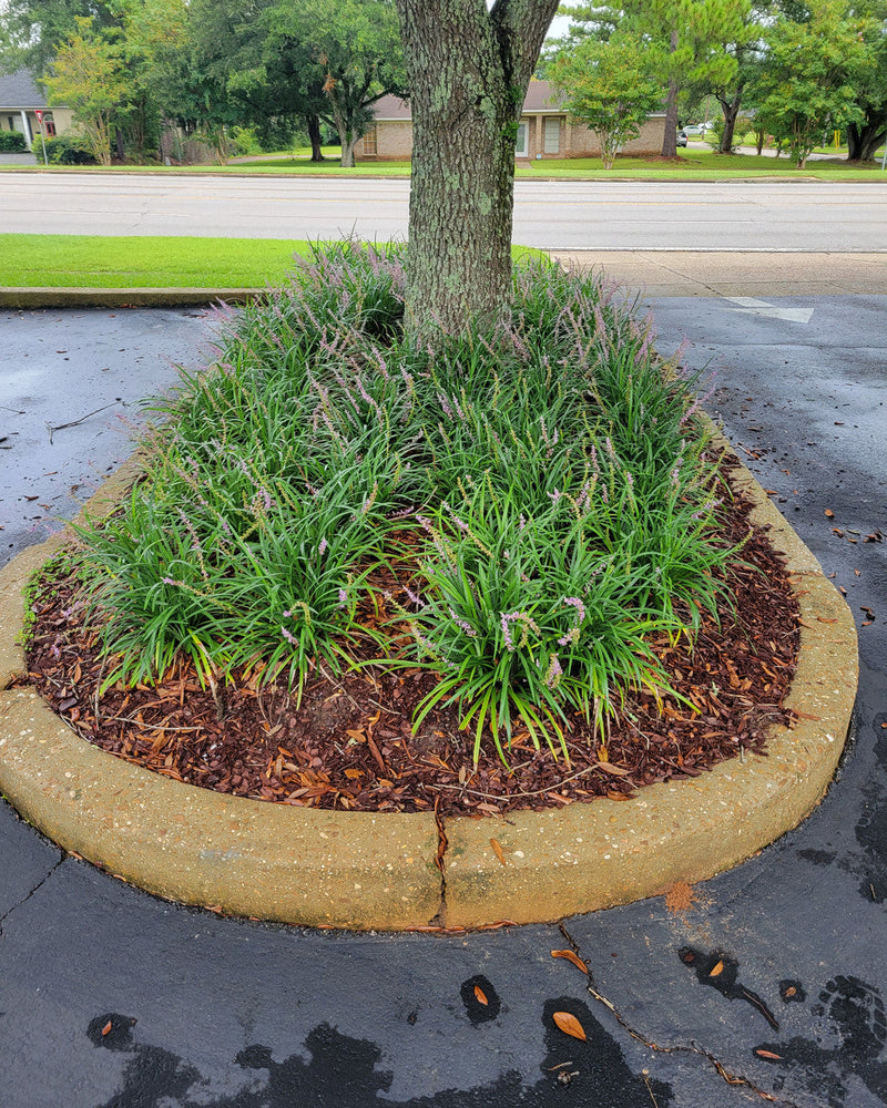 Load image into Gallery viewer, Big Blue  Liriope |  Monkey Grass
