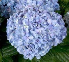 Big Daddy Hydrangea, additional product view 2