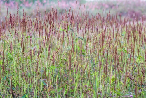 Load image into Gallery viewer, Native Grass Seed Blend - Big Bluestem, Little Bluestem, Indiangrass, RC Big Rock Switchgrass
