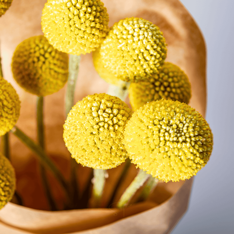 Load image into Gallery viewer, Billy Buttons (Drumsticks) – 50 Seeds
