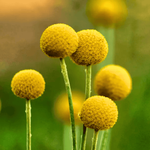 Billy Buttons Drumsticks 50 Seeds