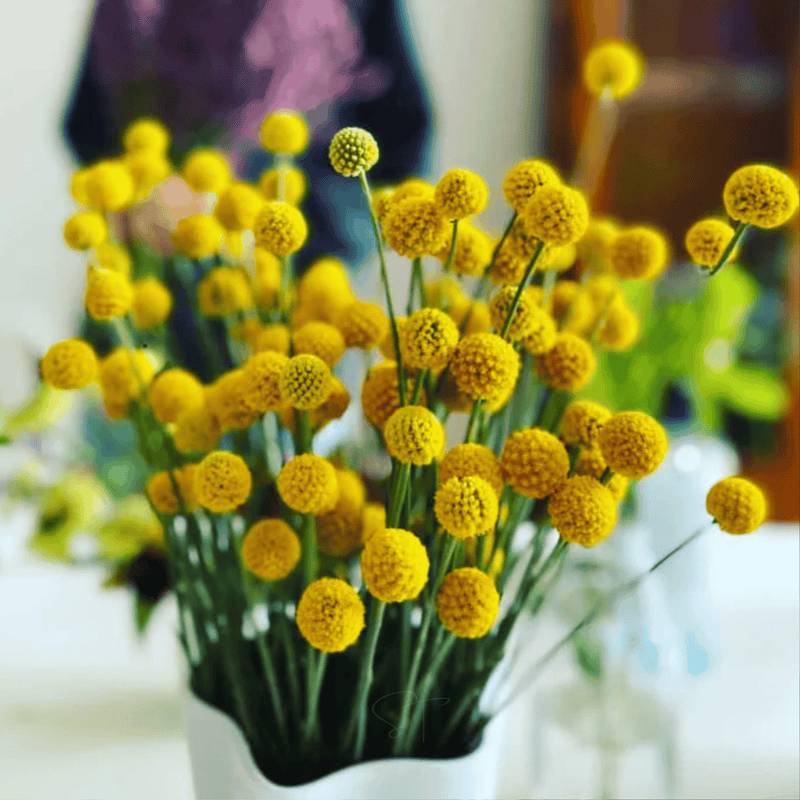 Load image into Gallery viewer, Billy Buttons (Drumsticks) – 50 Seeds
