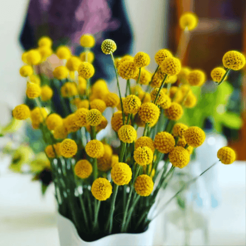 Billy Buttons (Drumsticks) – 50 Seeds, additional product view 2