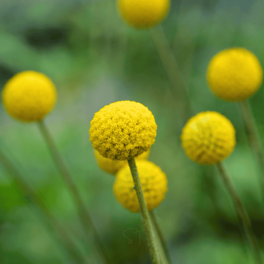 Billy Buttons (Drumsticks) – 50 Seeds
