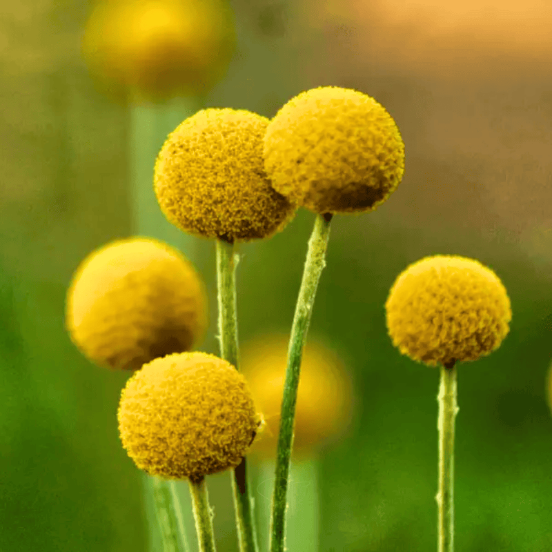 Load image into Gallery viewer, Billy Buttons (Drumsticks) – 50 Seeds
