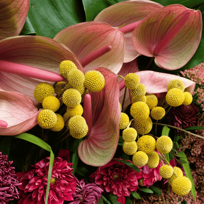 Load image into Gallery viewer, Billy Buttons (Drumsticks) – 50 Seeds
