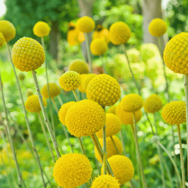 Load image into Gallery viewer, Billy Buttons (Drumsticks) – 50 Seeds

