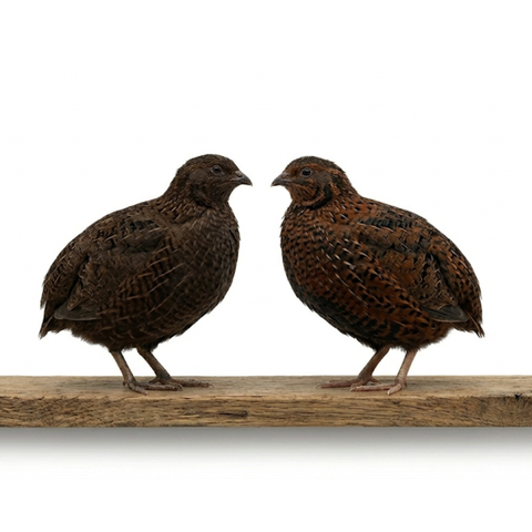 Midnight Velvet Quail Hatching Eggs – Premium Tibetan & Rosetta Coturnix Breeding Stock, additional product view 2
