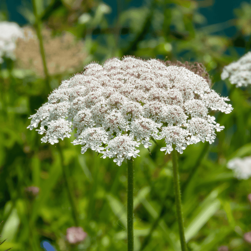 Load image into Gallery viewer, Bishop’s Flower (Wild Carrot) – 500 Seeds

