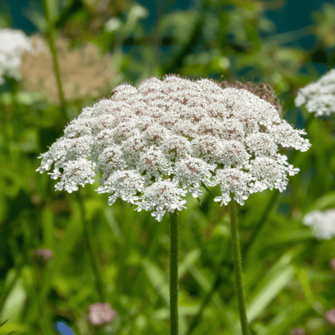 Bishop's Flower (Wild Carrot) – 500 Seeds, additional product view 2