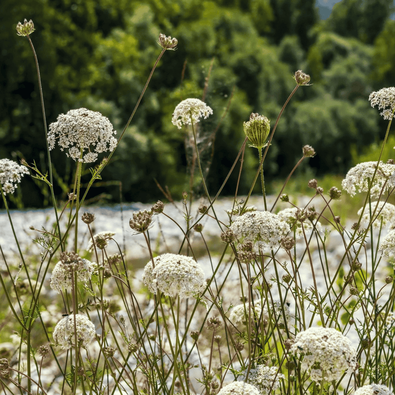Load image into Gallery viewer, Bishop’s Flower (Wild Carrot) – 500 Seeds
