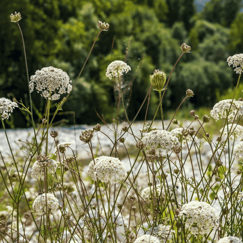 Bishop's Flower Wild Carrot seeds package, 500 count, GrowTime Garden Supply