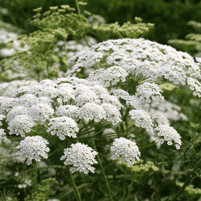 Load image into Gallery viewer, Bishop’s Flower (Wild Carrot) – 500 Seeds
