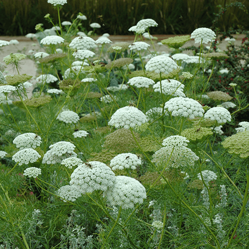 Load image into Gallery viewer, Bishop’s Flower (Wild Carrot) – 500 Seeds
