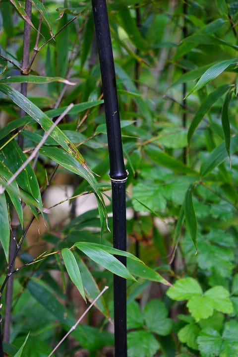 Organic Black Bamboo seeds package, GrowTime Garden Supply