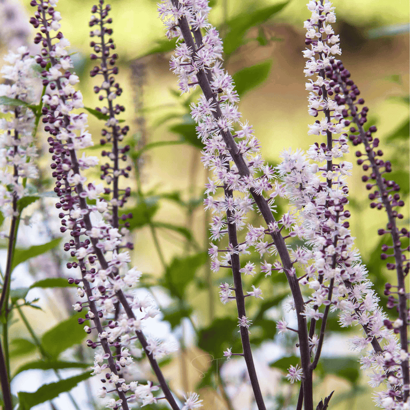 Load image into Gallery viewer, Black Cohosh (Bugbane) – 25 Seeds
