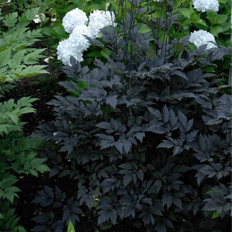 Load image into Gallery viewer, Black Cohosh (Bugbane) – 25 Seeds
