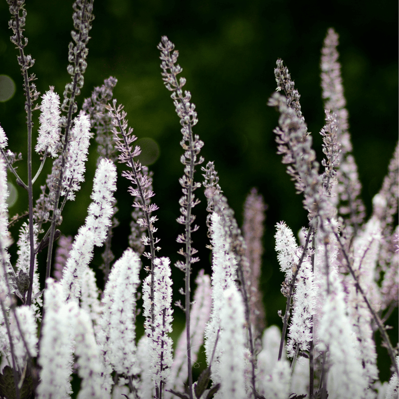 Load image into Gallery viewer, Black Cohosh (Bugbane) – 25 Seeds
