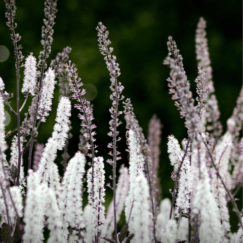 Black Cohosh Bugbane seeds package, 25 count, GrowTime Garden Supply
