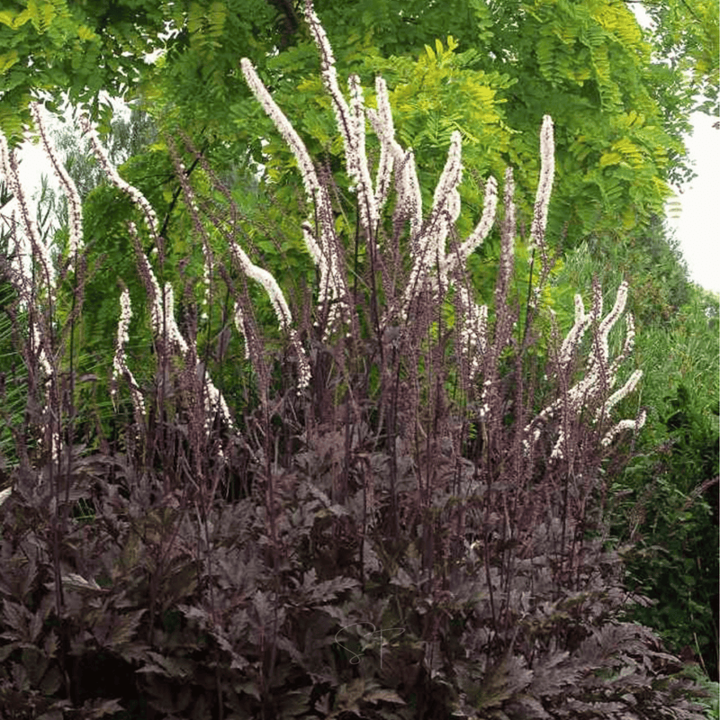 Load image into Gallery viewer, Black Cohosh (Bugbane) – 25 Seeds
