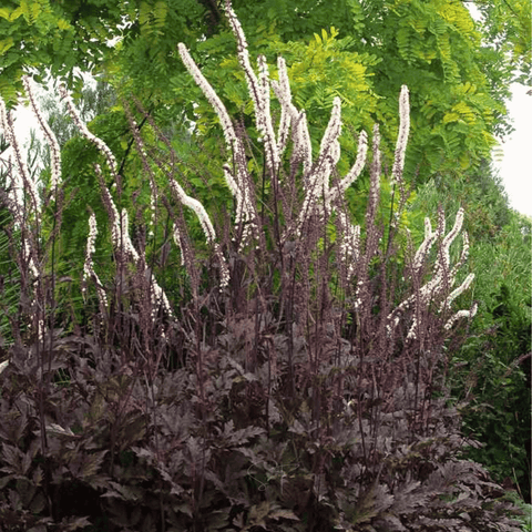 Black Cohosh (Bugbane) – 25 Seeds, additional product view 2