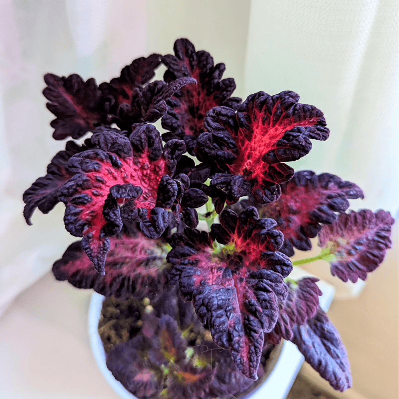 Load image into Gallery viewer, Black Dragon Coleus – 20 Seeds
