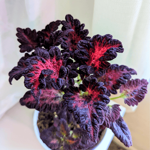 Black Dragon Coleus 20 Seeds
