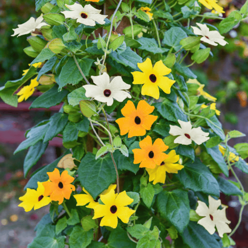 Load image into Gallery viewer, Black Eyed Susan Vine Mix – 50 Seeds
