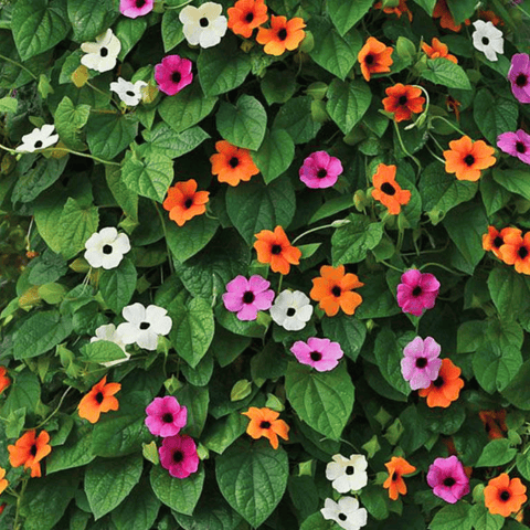 Black Eyed Susan Vine Mix 50 Seeds