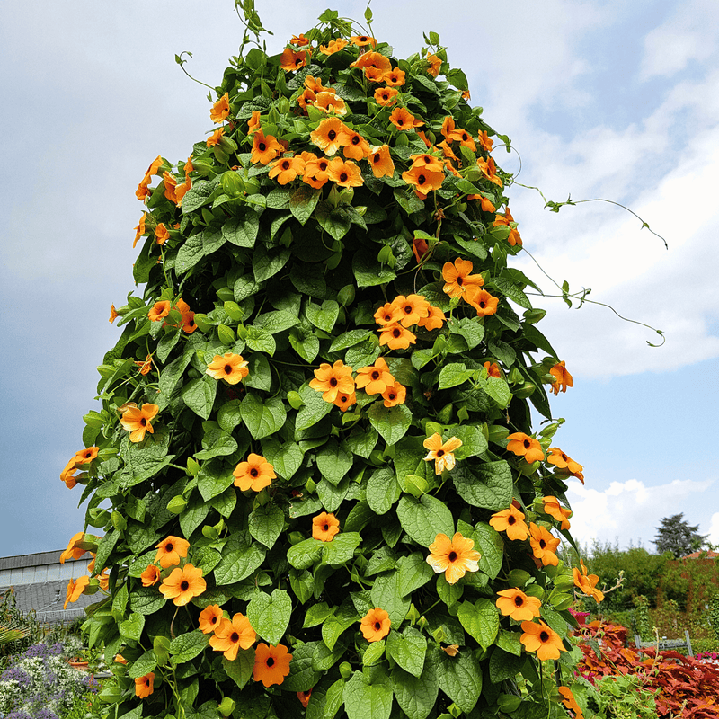 Load image into Gallery viewer, Black Eyed Susan Vine Mix – 50 Seeds
