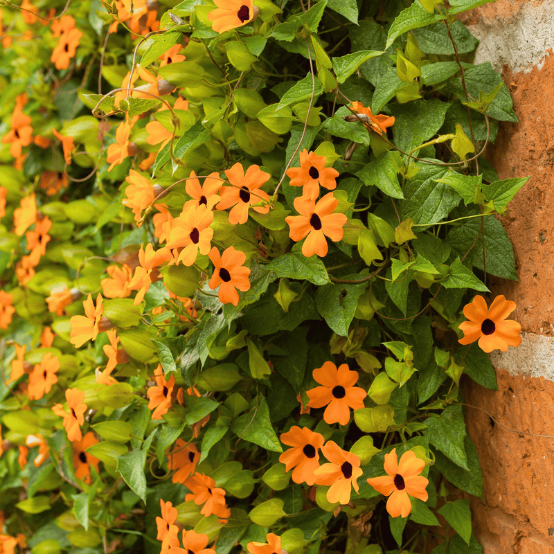 Load image into Gallery viewer, Black Eyed Susan Vine Mix – 50 Seeds
