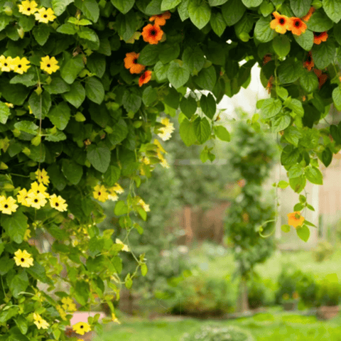 Black Eyed Susan Vine Mix – 50 Seeds, additional product view 2