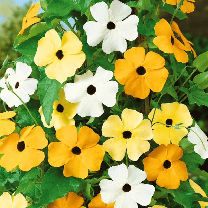 Load image into Gallery viewer, Black Eyed Susan Vine Mix – 50 Seeds
