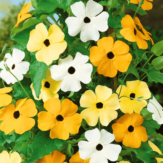 Black Eyed Susan Vine Mix – 50 Seeds