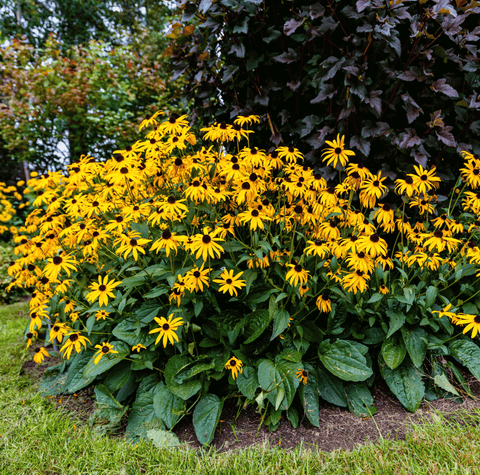 Black Eyed Susans 100 Seeds