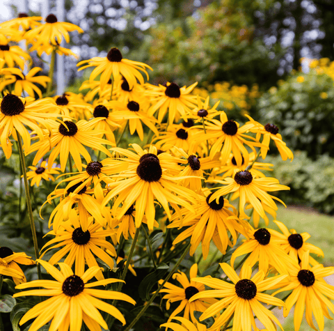 Black Eyed Susans – 100 Seeds, additional product view 2