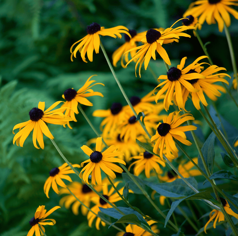 Load image into Gallery viewer, Black Eyed Susans – 100 Seeds
