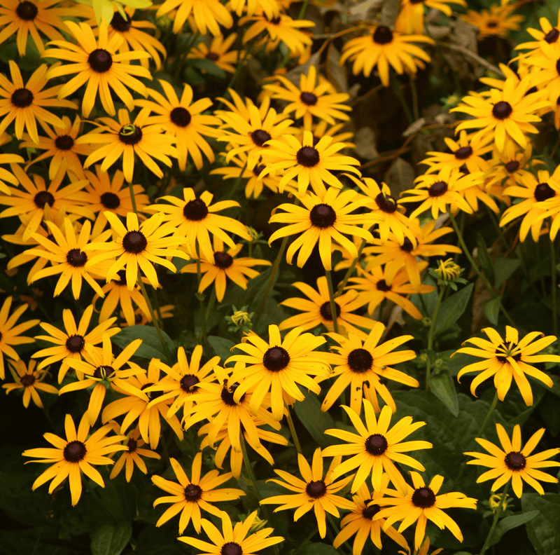 Load image into Gallery viewer, Black Eyed Susans – 100 Seeds
